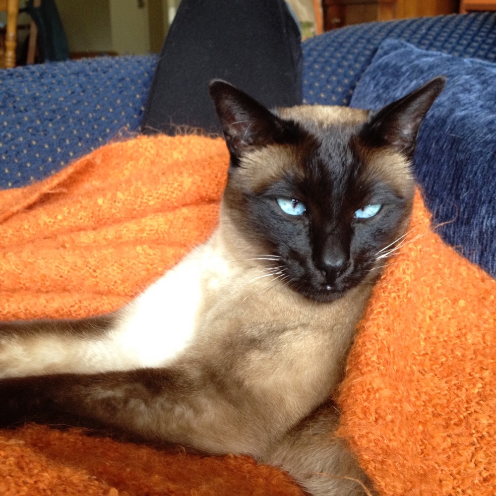 Meet your Posher, Susan